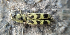 Chlorophorus herbstii