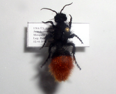 Dasymutilla klugii