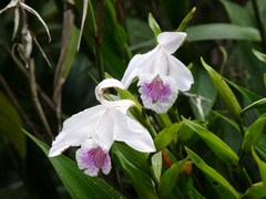 Sobralia rosea