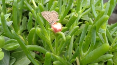 Leptotes trigemmatus