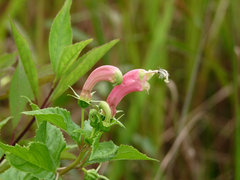 Centropogon cornutus