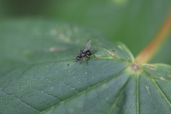 Nemopoda nitidula