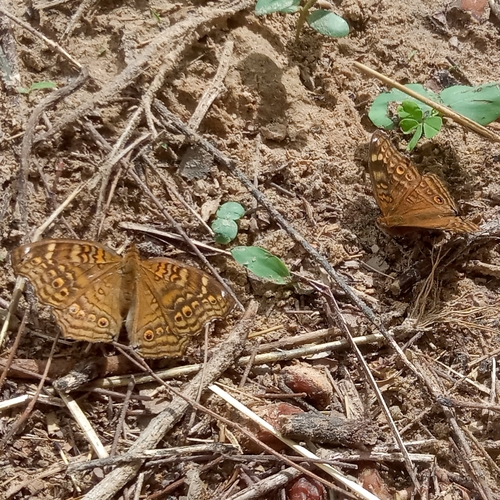 Golden Pansy
