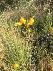 Linaria dalmatica
