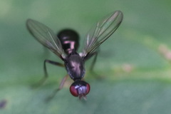 Nemopoda nitidula