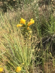 Linaria dalmatica