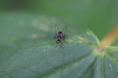Nemopoda nitidula