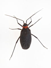 Prepops rubellicollis