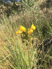 Linaria dalmatica