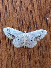 Idaea trigeminata