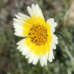Layia gaillardioides