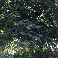 Acer macrophyllum