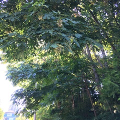 Acer macrophyllum