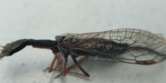 Raphidiinae