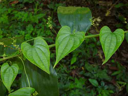 Dioscorea sagittata