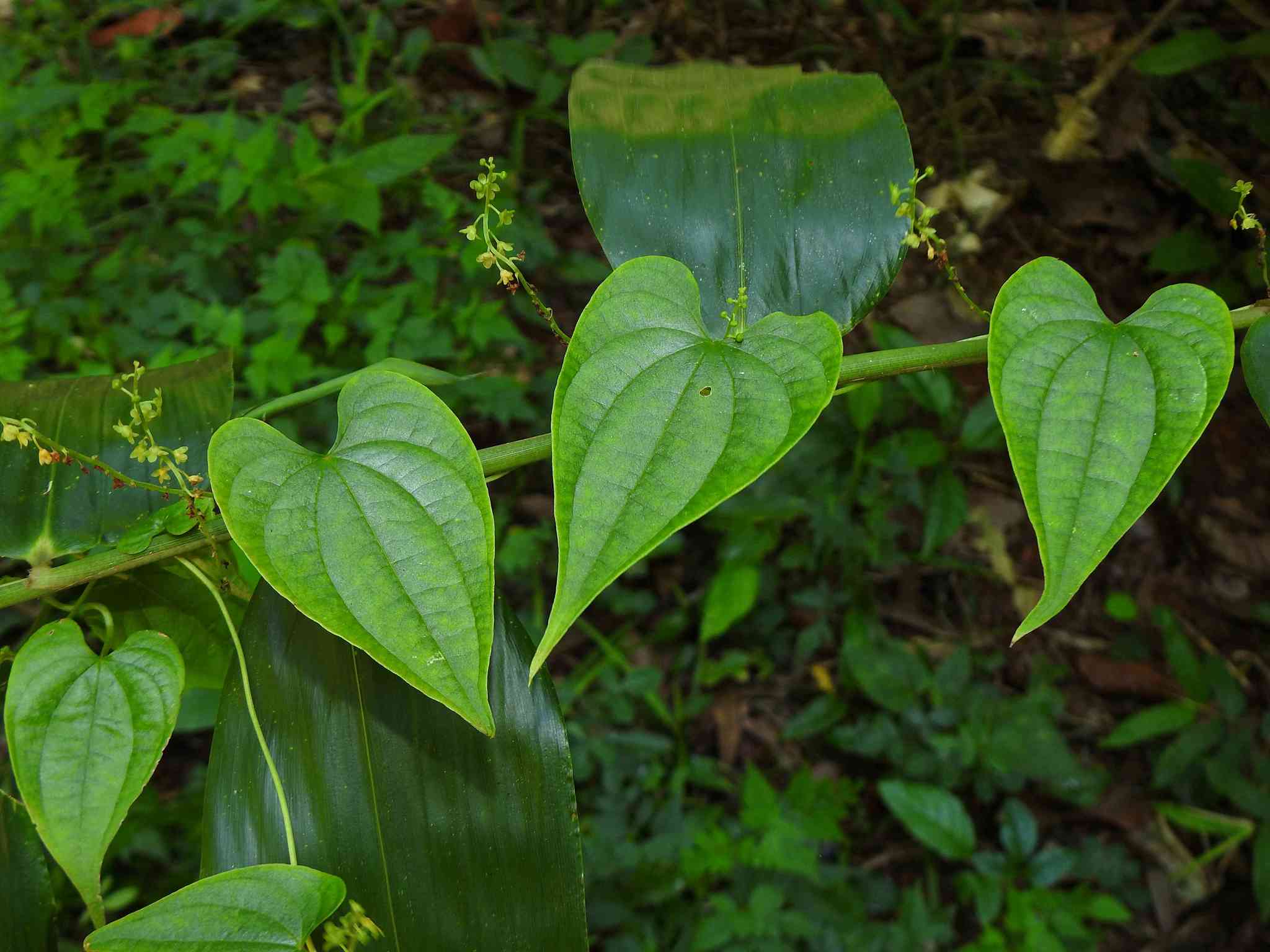 Dioscorea sagittata