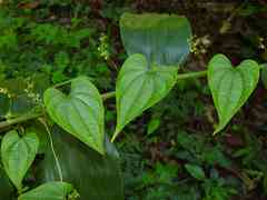 Dioscorea sagittata