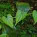 Dioscorea sagittata - Photo (c) olivier_fortune, algunos derechos reservados (CC BY-NC), subido por olivier_fortune