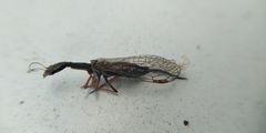Raphidiinae