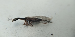 Raphidiinae