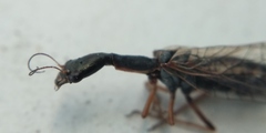Raphidiinae