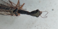 Raphidiinae
