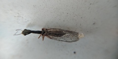 Raphidiinae
