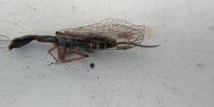 Raphidiinae