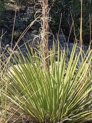 Agave striata
