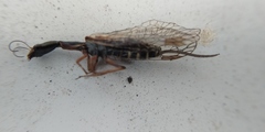 Raphidiinae