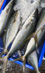 Elagatis bipinnulata