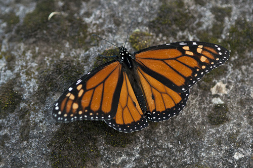 Monarch butterfly