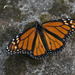 Milkweed Butterflies - Photo (c) Ad Konings, some rights reserved (CC BY-NC), uploaded by Ad Konings