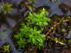 Paepalanthus fluviatilis