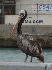Peruvian Pelican photo 3