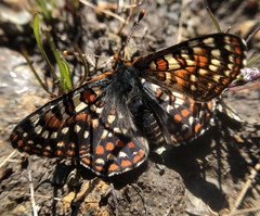 Euphydryas editha bayensis
