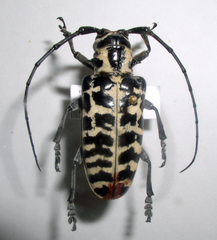 Plectrodera scalator