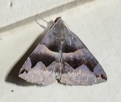 Gondysia