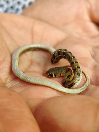 Buff Striped Keelback, Amphiesma stolatum