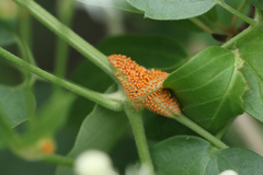 Puccinia recondita