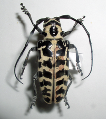 Plectrodera scalator