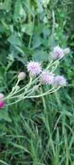 Cirsium arvense vestitum