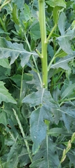 Cirsium arvense vestitum