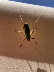 Barbitistes vicetinus