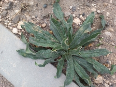 Echium vulgare