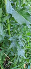 Cirsium arvense vestitum