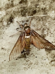 Xylophanes tersa