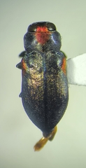 Chrysobothris acaciae