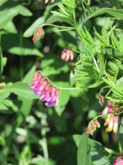 Vicia megalotropis