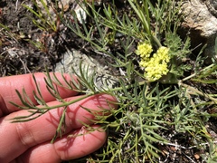 Lomatium caruifolium caruifolium